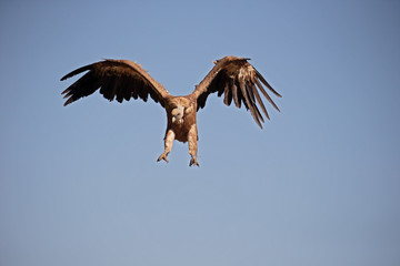Griffon vulture, Gyps fulvus