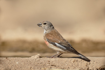 Linnet, Carduelis cannabina