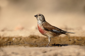 Linnet, Carduelis cannabina