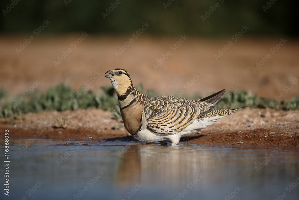 Wall mural Pin-tailed sandgrouse, Pterocles alchata