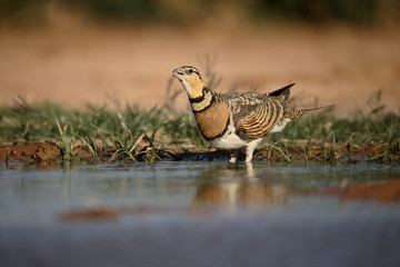 Pin-tailed sandgrouse, Pterocles alchata