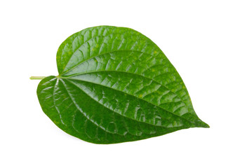 Obraz premium Piper sarmentosum isolated on white background