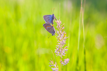 butterflies mating