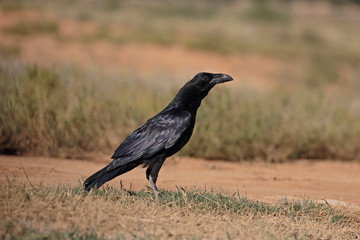 Raven, Corvus corax