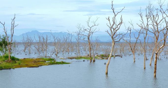 Wetlands view of Yala national park in Sri Lanka. Old dead trees in flooded land