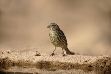Serin, Serinus serinus