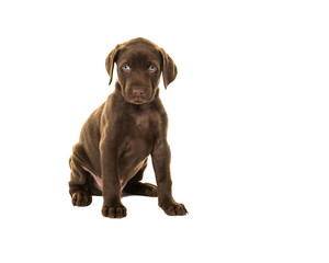 Cute looking brown labrador puppy dog with blue eyes sitting isolated on a white background