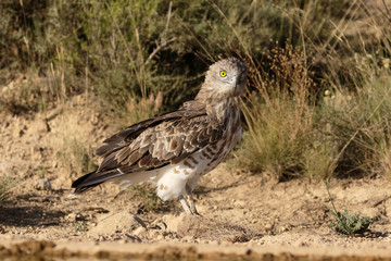 Short-toed eagle, Circaetus gallicus