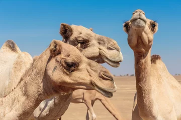 Crédence de cuisine en verre imprimé Chameau camels in the desert
