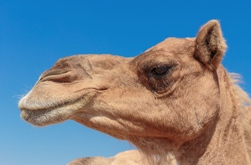 Obraz premium camels in the desert