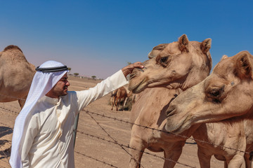 Arab men and camels on the farm