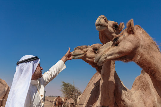 Arab men and camels on the farm
