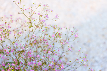 Obraz na płótnie Canvas delicate, lace bush of small bright pink flowers on a light motley background