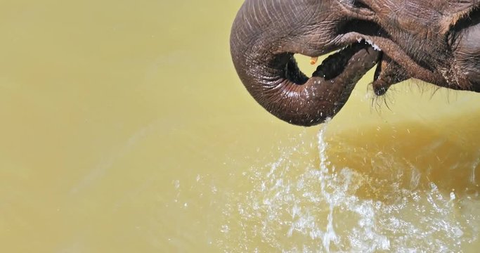 Point of view video of elephant uses trunk to  drink river water. Wildlife video