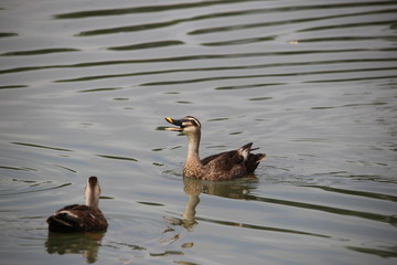 鳴き声をあげるカルガモ ( Spot-billed duck is raising cries ) / カルガモが鳴き声をあげているところを撮影しました