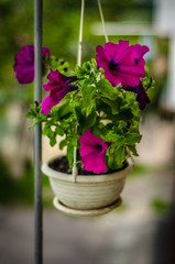 Violet petunia in a flowerpot