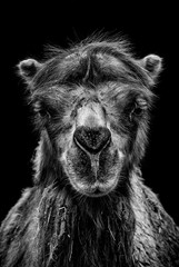 Kamel Porträt - auf schwarzem Hintergrund freigestellt
