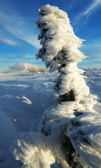 Frosted Tree Covered with Snow, Giant Mountains, Czech Republic