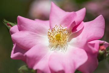 Fototapeta na wymiar rosa Rosenblüte ungefüllt