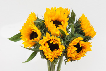 Sunflowers on white background 