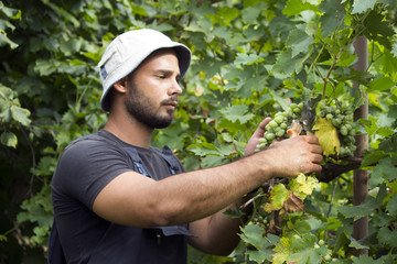 winemaker grapes