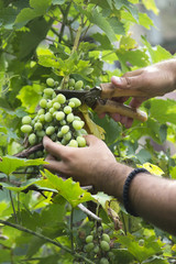 man harvesting white grapes