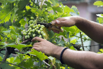 Naklejka na ściany i meble grapes crop