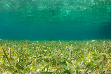 Fototapeta na wymiar Green Grass Blue Water background