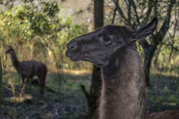 Obraz premium portrait of a lama