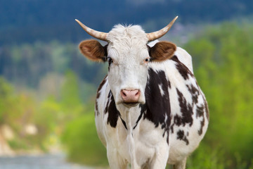 Beautiful cow portrait 