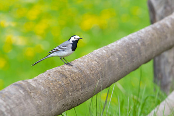 White wagtail in spring