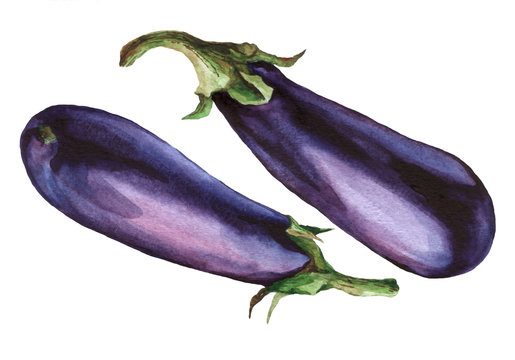 Eggplant. Hand Drawn Watercolor Painting On White Background.