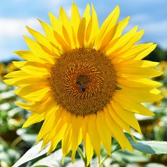 Sunflowers blooming in farm - field with blue sky and clouds. Beautiful natural colored background. Flower in nature.