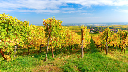 Rząd winorośli, winnica i widok na winnice w Alzacji jesienią. - obrazy, fototapety, plakaty