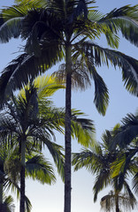 Fototapeta na wymiar Palm garden beautifying the landscape