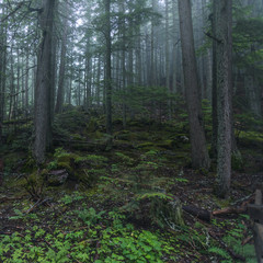 Foggy Northwestern Forest