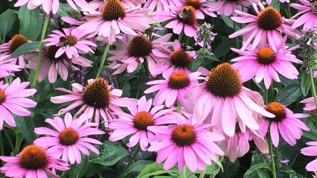 Echinacea purpurea, Sonnenhut, amerikanische Heilpflanze