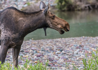 Female Moose Takes a Break from Eating to Looks Right