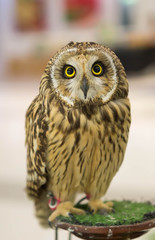 Owls looking