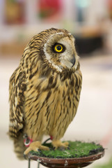 Owls looking