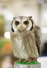 Owls looking