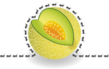 Ants around cantaloupe melon slice
