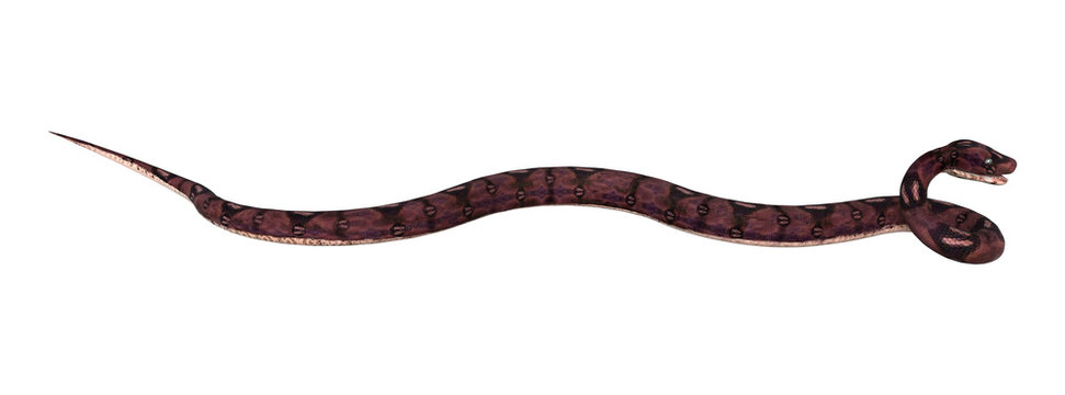 3D Rendering  Anaconda Snake on White