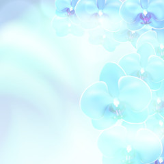 Blue flower orchid background