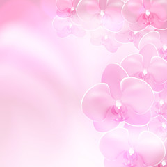 Pink flower orchid background