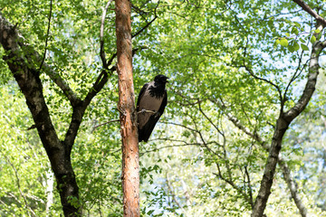 Gray-black crow sitting on a tree in a birch grove