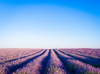 Obraz na płótnie Canvas Provence, Lavender field at sunset, Valensole Plateau