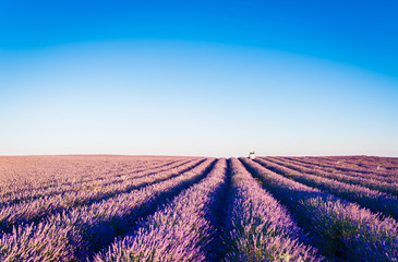 Fototapeta na wymiar Provence, Lavender field at sunset, Valensole Plateau