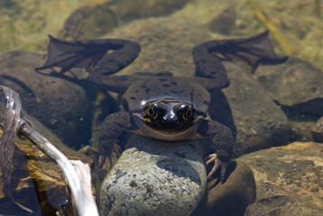 Frosch im Wasser schwimmend von vorne