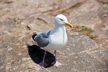 möwen